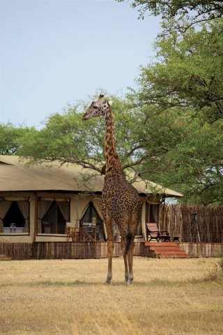 Tanzania Lodge 014